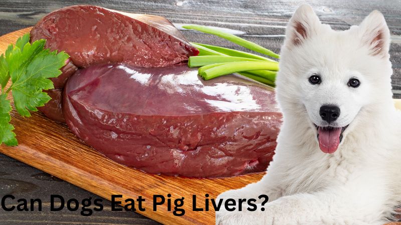 Can Dogs Eat Pig Livers