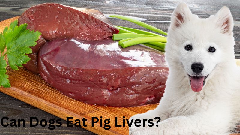 Can Dogs Eat Pig Livers?Vet Reviewed Facts & FAQ