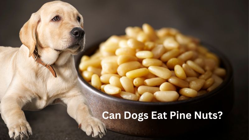 Can Dogs Eat Pine Nuts