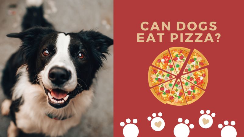 Can Dogs Eat Pizza?What’s Safe and What’s Not