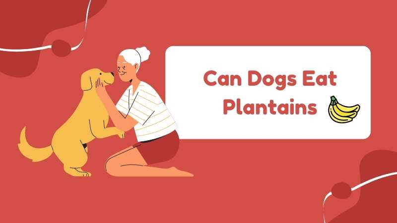 Can Dogs Eat Plantains