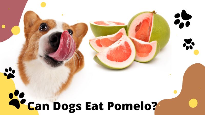 Can Dogs Eat Pomelo?Vet-Reviewed Benefits & Risks