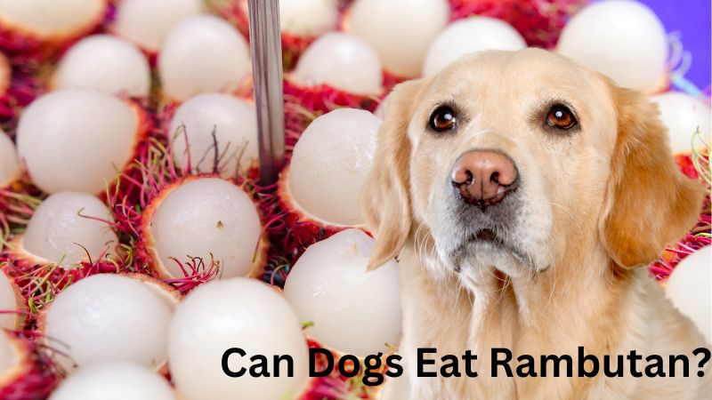 Can Dogs Eat Rambutan?What You Should Know!