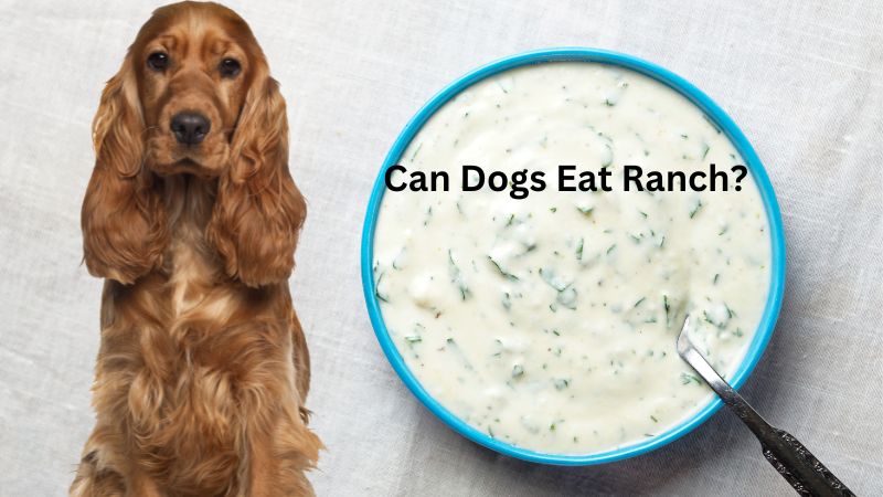 Can Dogs Eat Ranch? Benifits And Risk - Doggie Food Items