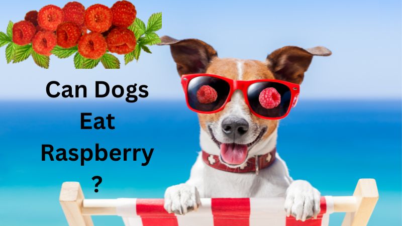 Can Dogs Eat Raspberry?How Safe Is It For Dogs?