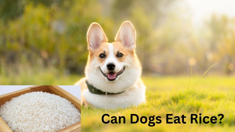 Can Dogs Eat Rice?What You Need to Know