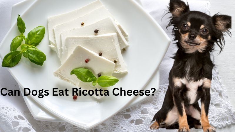 Can Dogs Eat Ricotta Cheese?