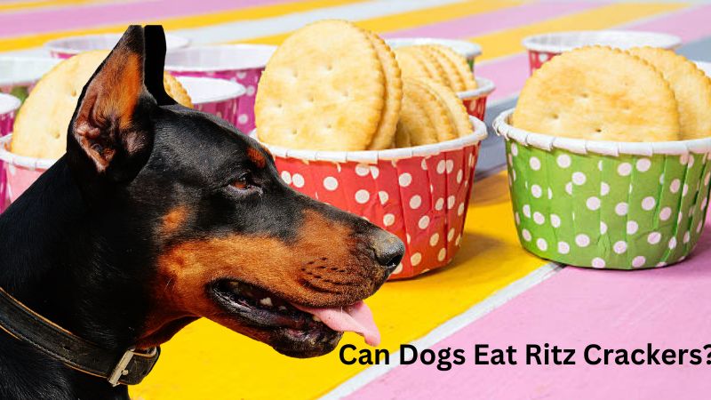  Can Dogs Eat Ritz Crackers?