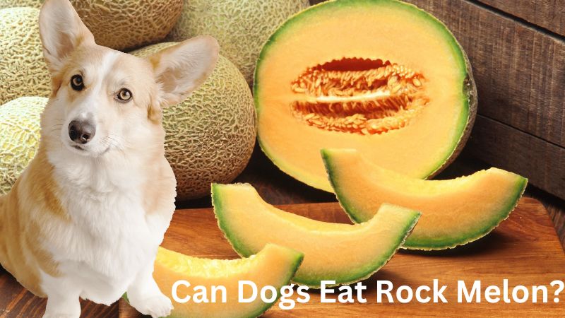 Can Dogs Eat Rock Melon?Fact Checked By Our Vet