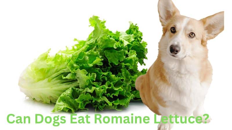 Can Dogs Eat Romaine Lettuce?Let’s Dive Into This Leafy Snack