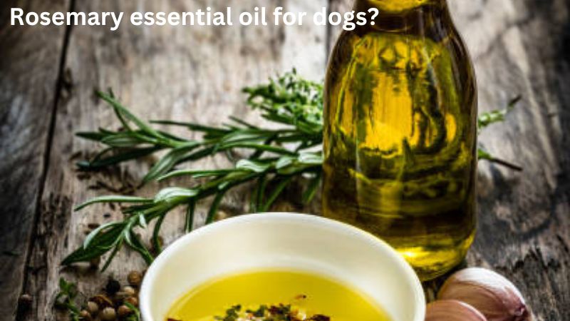 Can Dogs Eat Rosemary oil