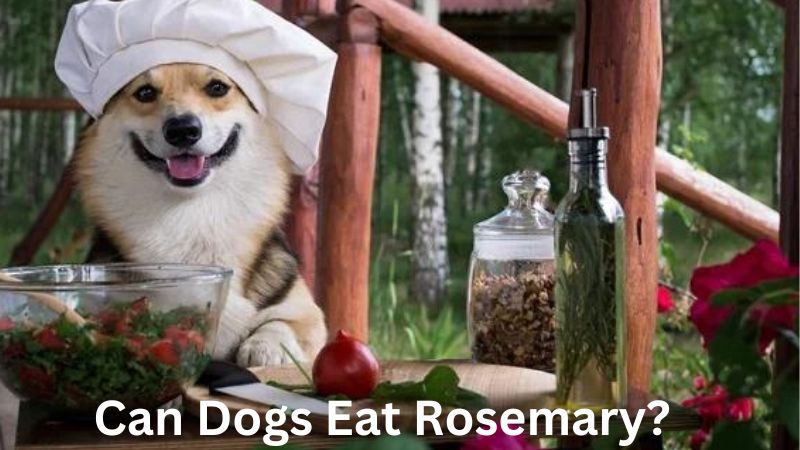 Can Dogs Eat Rosemary?