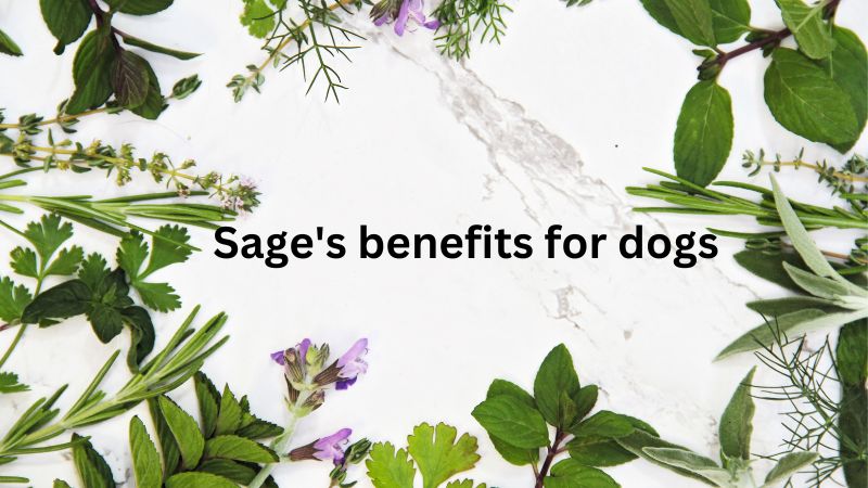 Can Dogs Eat Sage BENIFITS