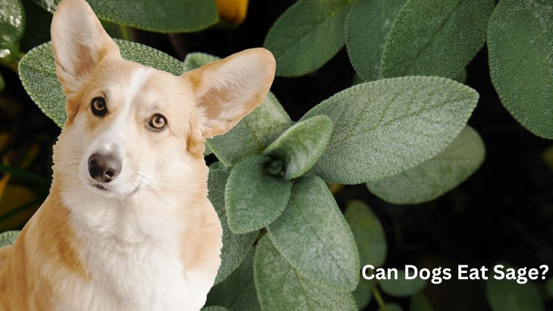 Can Dog Eat Sage?