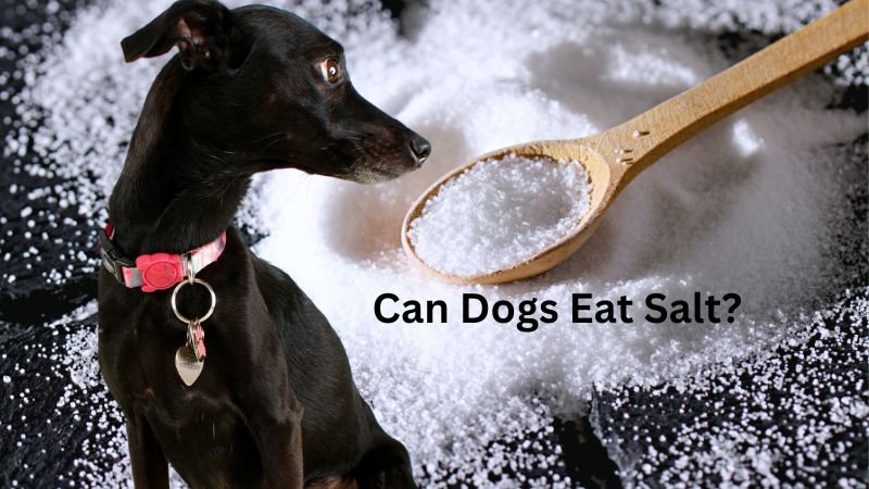 Can Dogs Eat Salt?is salt bad for dogs?