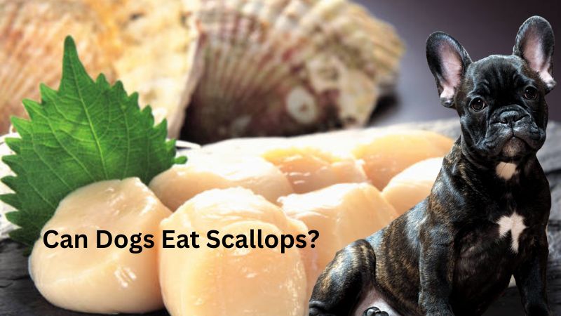 Can Dogs Eat Scallops?Nutrition Facts & Safety Guide