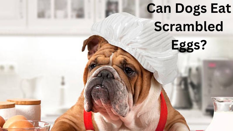 Can Dogs Eat Scrambled Eggs?Nutrition Facts & Safety Guide