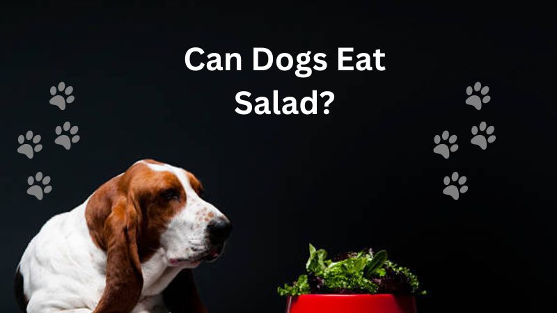 Can Dogs Eat Salad?Let’s Dive Into This Leafy Snack