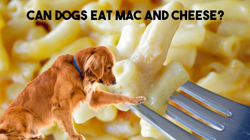 Can dogs eat Mac and Cheese?Health Risks for Dogs