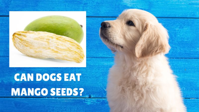 what happens if a dog eats a mango seed