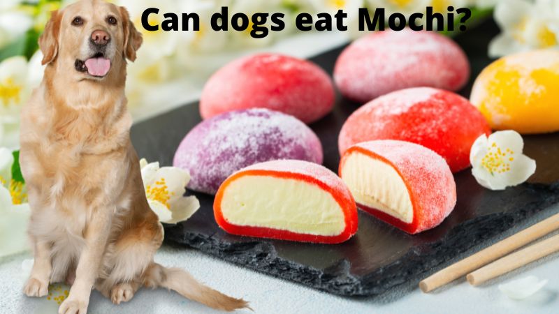 Can dogs eat Mochi?