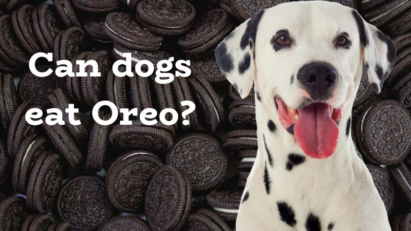 Can dogs eat Oreo?