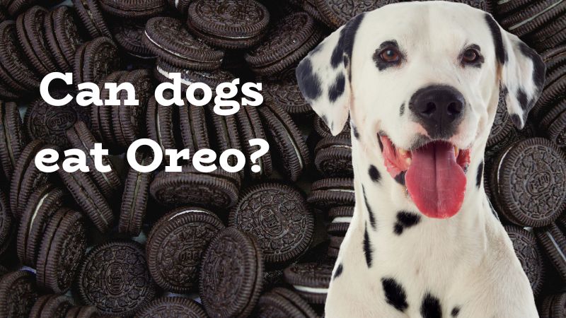 Can dogs eat Oreo?Here’s All You Need to Know!