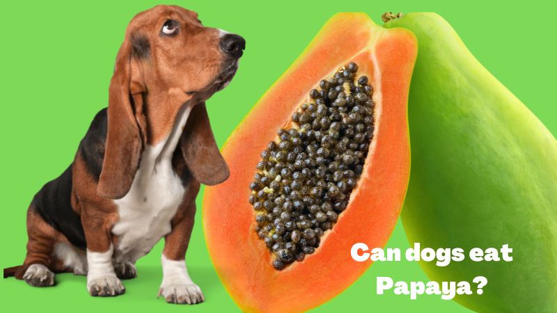 Can dogs eat Papaya?