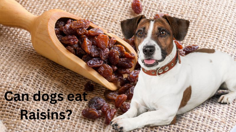 Can dogs eat Raisins