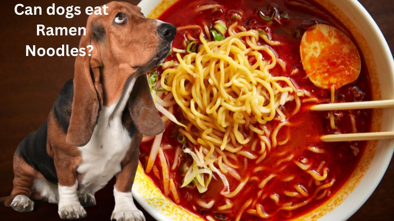 Can dogs eat Ramen Noodles? 