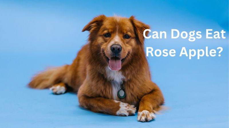 Can dogs eat Rose Apple?