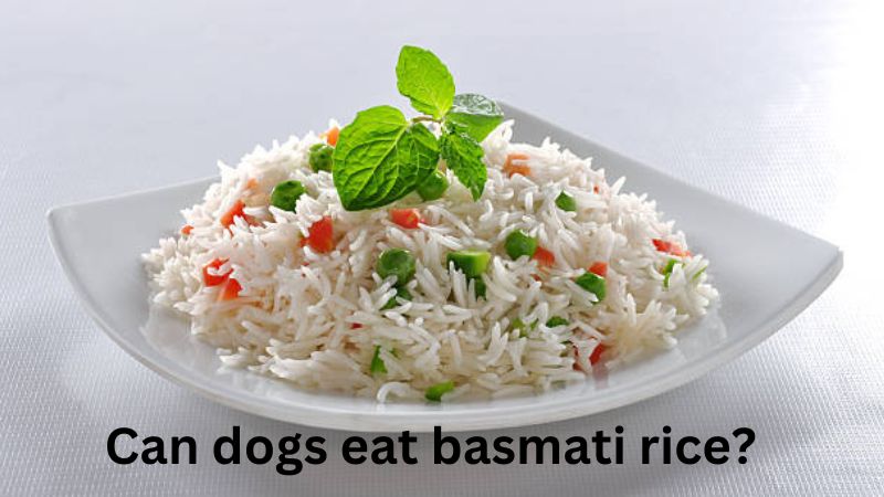 Can dogs eat basmati rice