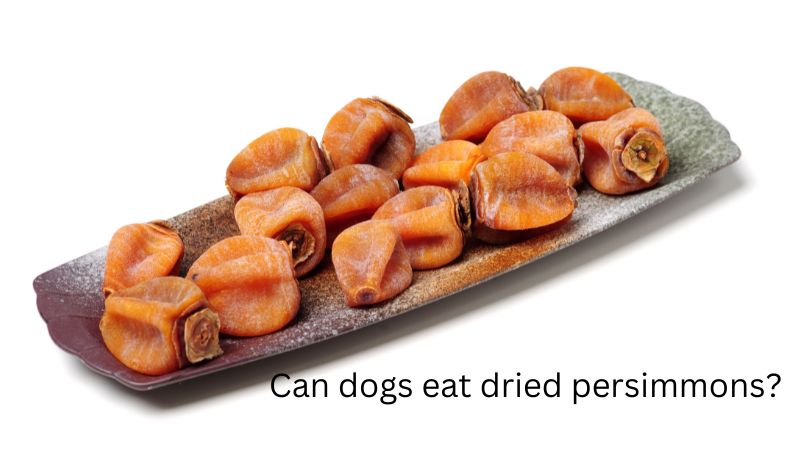 Can dogs eat dried persimmons