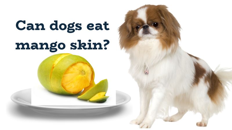 Can dogs eat mango skin?