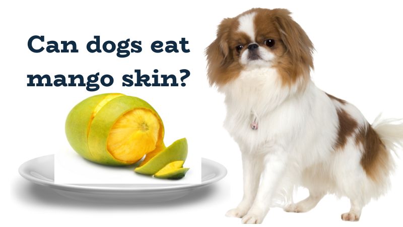 Can dogs eat mango skin?Health Risks for Dogs