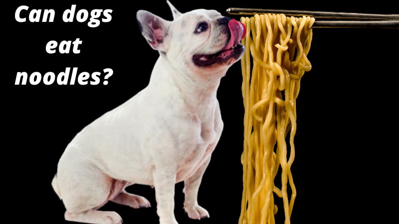 Can dogs eat noodles 