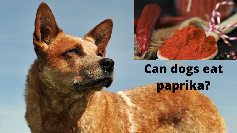 Can dogs eat paprika?