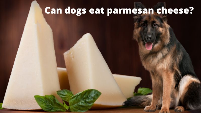 Can Dogs Eat Parmesan Cheese?