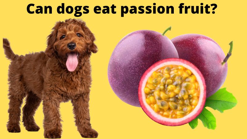 Can Dogs Eat Passion Fruit?Vet Reviewed Facts & FAQ