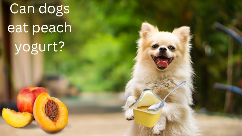 Can dogs eat peach yogurt