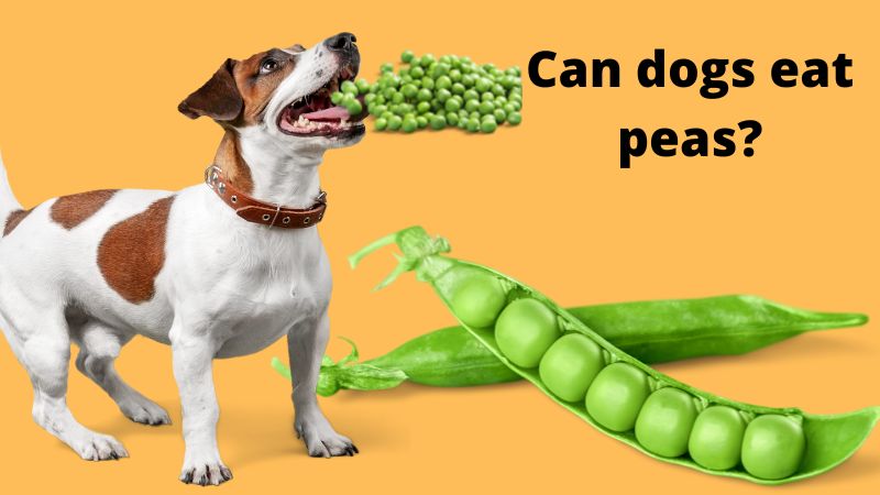 Can dogs eat peas?Vet-Approved Nutrition Facts & Safety Guide