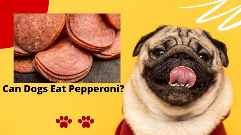 Can dogs eat pepperoni