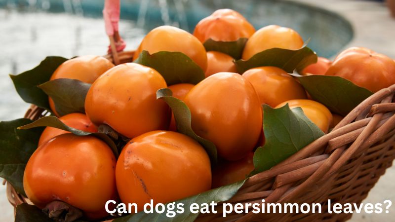 Can dogs eat persimmon leaves
