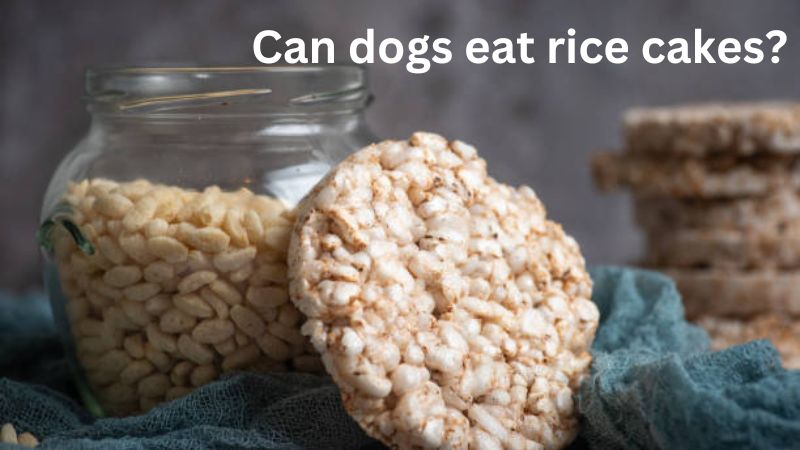 Can dogs eat rice cakes