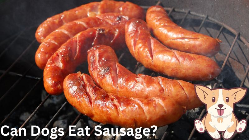 Can dogs eat sausage..