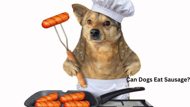 Can Dogs Eat Sausage?