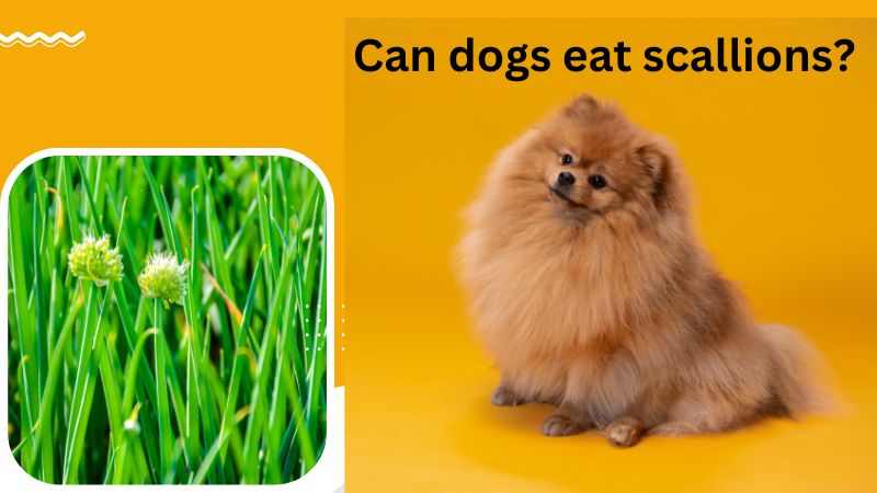 Can Dogs Eat Scallions?