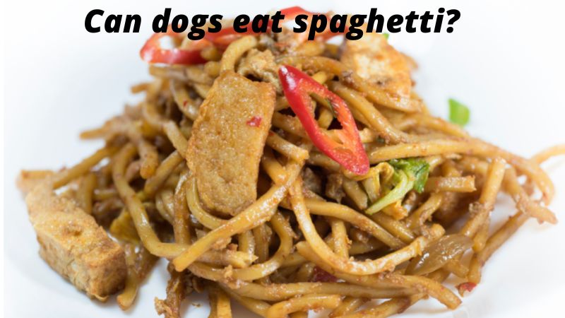 Can dogs eat spaghetti