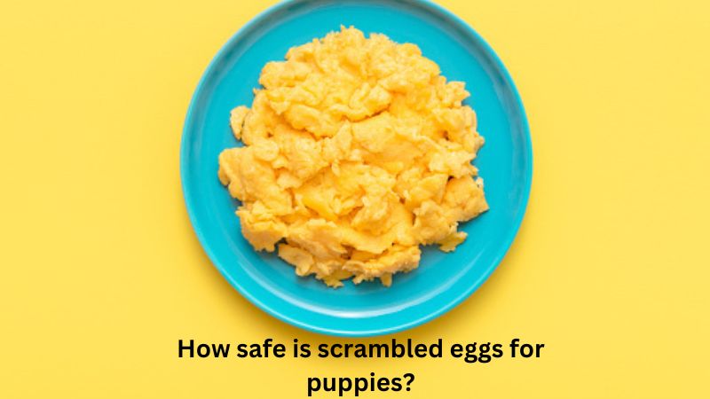 Can Dogs Eat Scrambled Eggs?