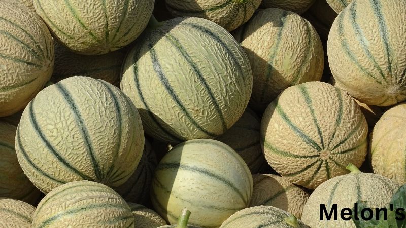 Melon's